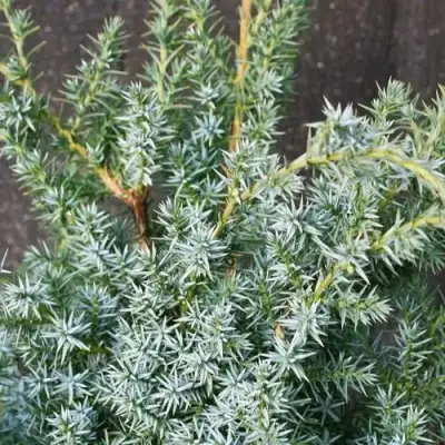 Можжевельник БЛЮ АЛЬПС китайский  в Рогачеве