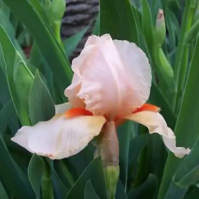 Ирис ПАТИ ДРЕСС бородатый в Рогачеве