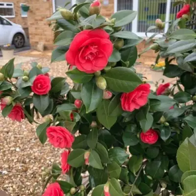 Камелия ЛЕДИ КЭМПБЕЛЛ в Рогачеве