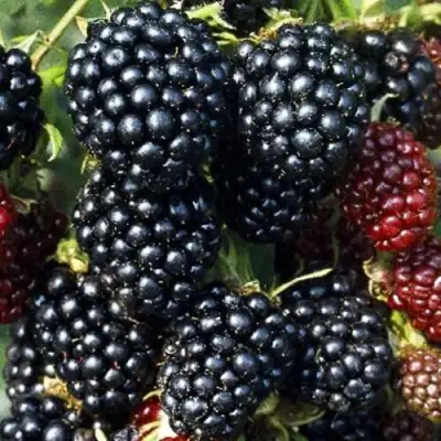 Ежевика ЭВЕРГРИН бесшипная  в Рогачеве