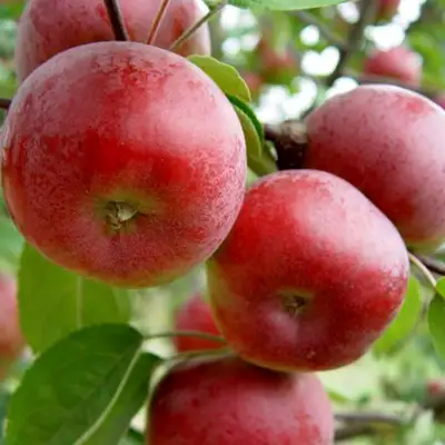 Яблоня ПОСПЕХ в Рогачеве