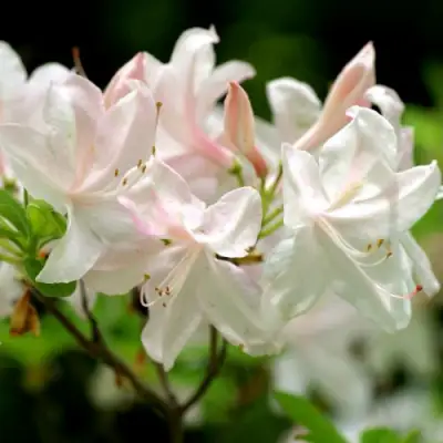 Азалия УАЙТ ЛАЙТС листопадная в Рогачеве