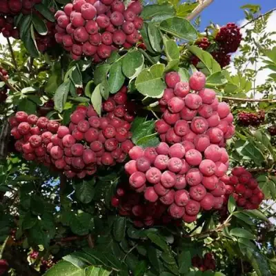 Рябина ТИТАН сладкоплодная  в Рогачеве