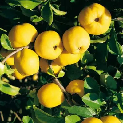 Айва ЦЕЗАРЬ в Рогачеве