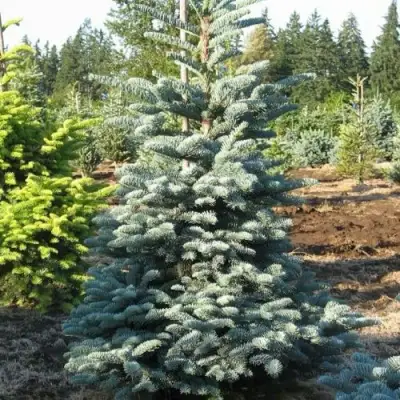 Пихта благородная в Рогачеве
