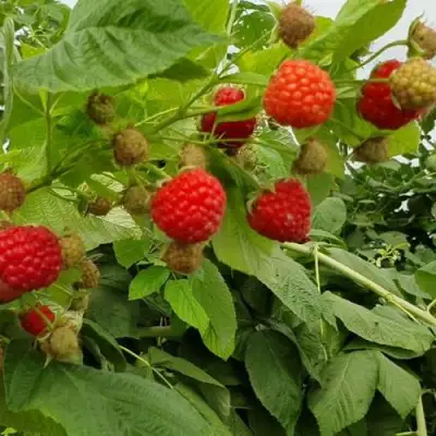 Малина КВЕЛЛИ в Рогачеве