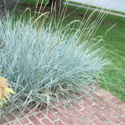 Элимус БЛЮ ДЮН песчаный в Рогачеве