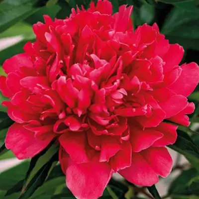 Пион ГЕНЕРАЛ МАК-МАГОН травянистый в Рогачеве