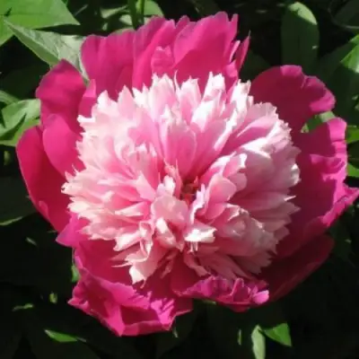 Пион КАПЛЯ РОСЫ травянистый в Рогачеве