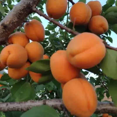 Абрикос ГОЛД РИЧ в Рогачеве