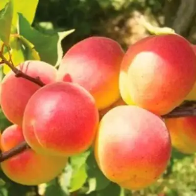 Абрикос NJA-19 в Рогачеве