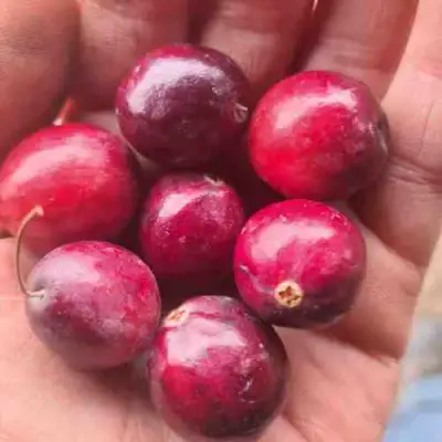 Клюква БАИН 6 в Рогачеве