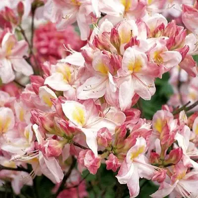 Азалия САТОМИ японская в Рогачеве