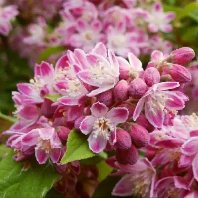 Дейция СТРОБЕРРИ ФИЛДС  в Рогачеве