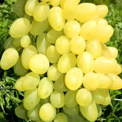 Виноград ЗАРНИЦА в Рогачеве