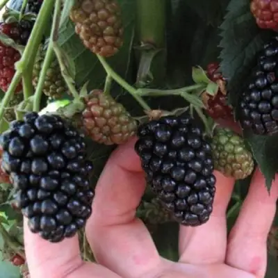 Ежевика НЕБЕСА МОГУТ ПОДОЖДАТЬ бесшипная  в Рогачеве