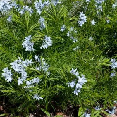 Амсония РЕСНИТЧАТАЯ в Рогачеве