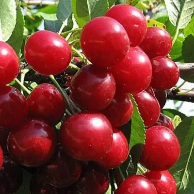 Вишня ГЛУБОКСКАЯ в Рогачеве