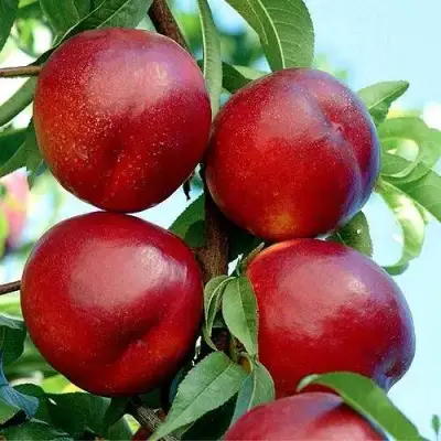 Нектарин БИГ-ТОП в Рогачеве