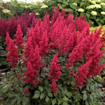 Астильба ФАНАЛ в Рогачеве
