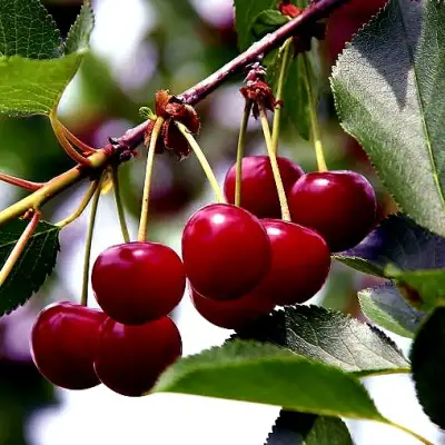 Вишня РИВАЛ в Рогачеве