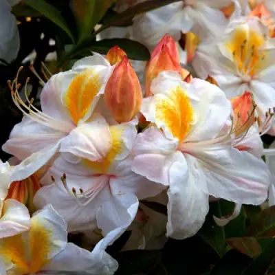 Азалия СИЛЬВЕР СЛИППЕР листопадная в Рогачеве