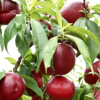 Нектарин ФАНТАЗИЯ в Рогачеве