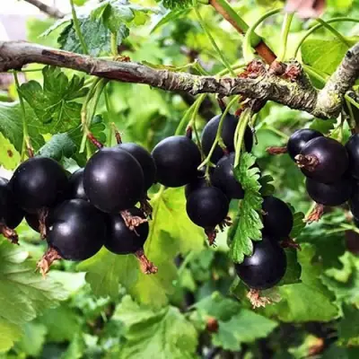 Йошта КРЫМСКАЯ в Рогачеве