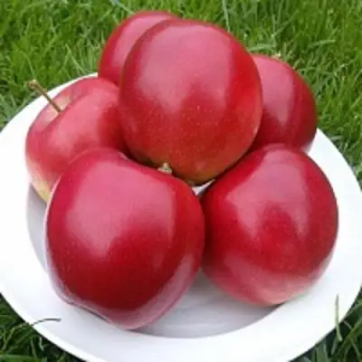 Яблоня СЯБРЫНА в Рогачеве