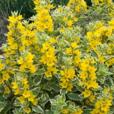 Вербейник АЛЕКСАНДР точечный в Рогачеве