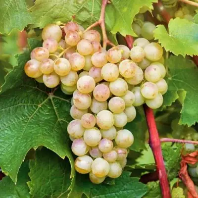 Виноград КРИСТАЛЛ в Рогачеве