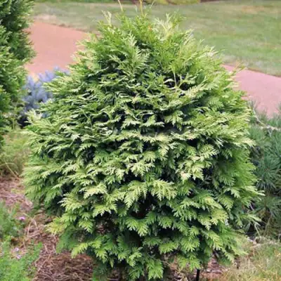 Туя ВАРЕАНА ЛЮТЕСЦЕНС западная в Рогачеве