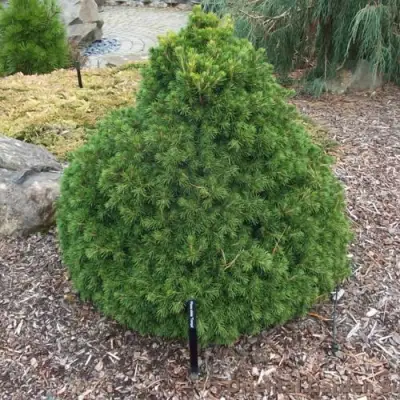 Ель ТОМПА обыкновенная в Рогачеве