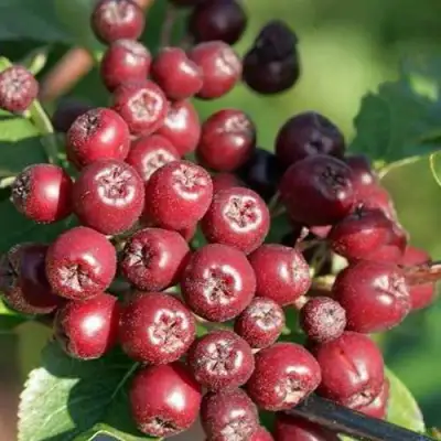 Рябина БУРКА сладкоплодная в Рогачеве