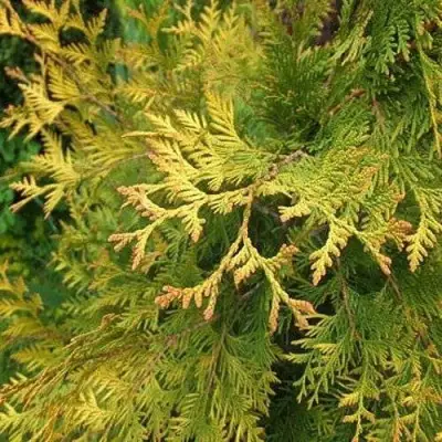 Туя ГОЛДЕН БРАБАНТ западная в Рогачеве