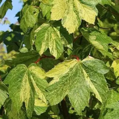 саженцы клена