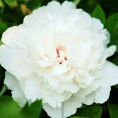 Пион СНЕЖНАЯ КРЕПОСТЬ древовидный в Рогачеве