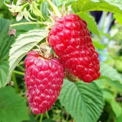 Малина ПШЕХИБА в Рогачеве