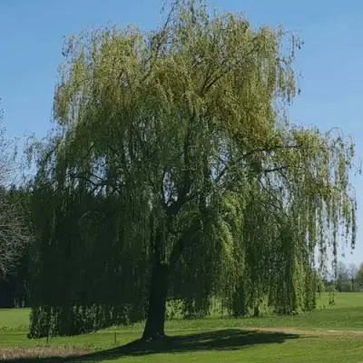 Ива белая в Рогачеве