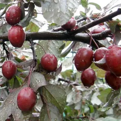 Слива НИГРА растопыреная в Рогачеве