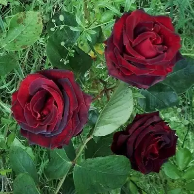 Роза ПАПА МЕЙЯН чайно-гибридная в Рогачеве