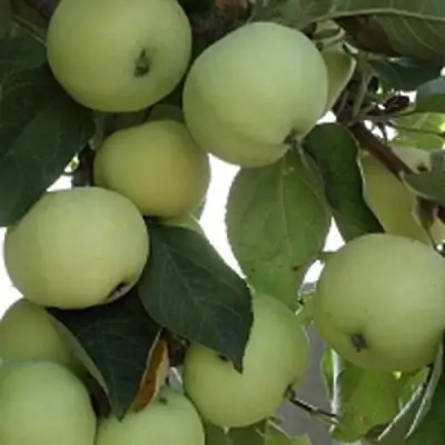 Яблоня ПАПИРОВКА в Рогачеве