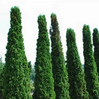 Туя ДЕГРУТ СПАЙР западная в Рогачеве