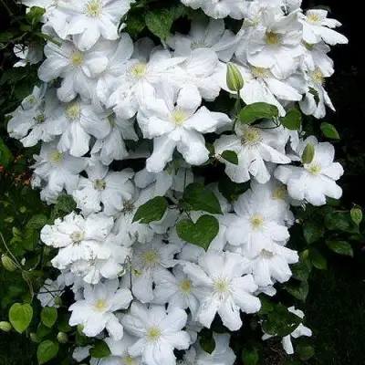 Клематис ТОКИ в Рогачеве