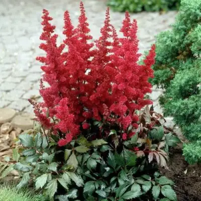 Астильба ГРАНАТ Арендса в Рогачеве
