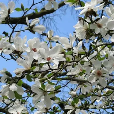 Магнолия АЛЬБА СУПЕРБА в Рогачеве
