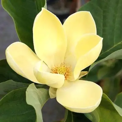 Магнолия ЕЛЛОУ ЛАНТЕРН в Рогачеве