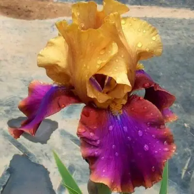 Ирис ГАЛА МАДРИД бородатый в Рогачеве