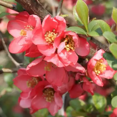 Айва ПИНК КВИН в Рогачеве