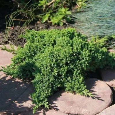 Можжевельник АВАСИ лежачий  в Рогачеве